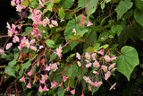 500 BULK HARDY BEGONIA Grandis Rose Pink Perennial Sun - Shade Flower Seeds