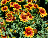 100 ARIZONA SUN GAILLARDIA Pulchella Indian Blanket Flower Seeds