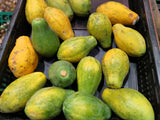 10 DWARF WAIMANALO PAPAYA Solo Hawaiian Carica Fruit Tree Houseplant Seeds