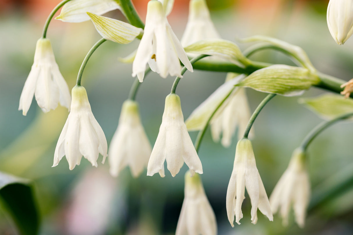 10 WHITE AFRICAN HYACINTH aka Cape or Giant Summer / Spire Lily - Ornithogalum Candicans / Galtonia / Hyacinthus Flower Seeds