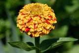 150 CANDY STRIPE ZINNIA Mix Elegans Flower Seeds Mixed Colors with Red Stripes