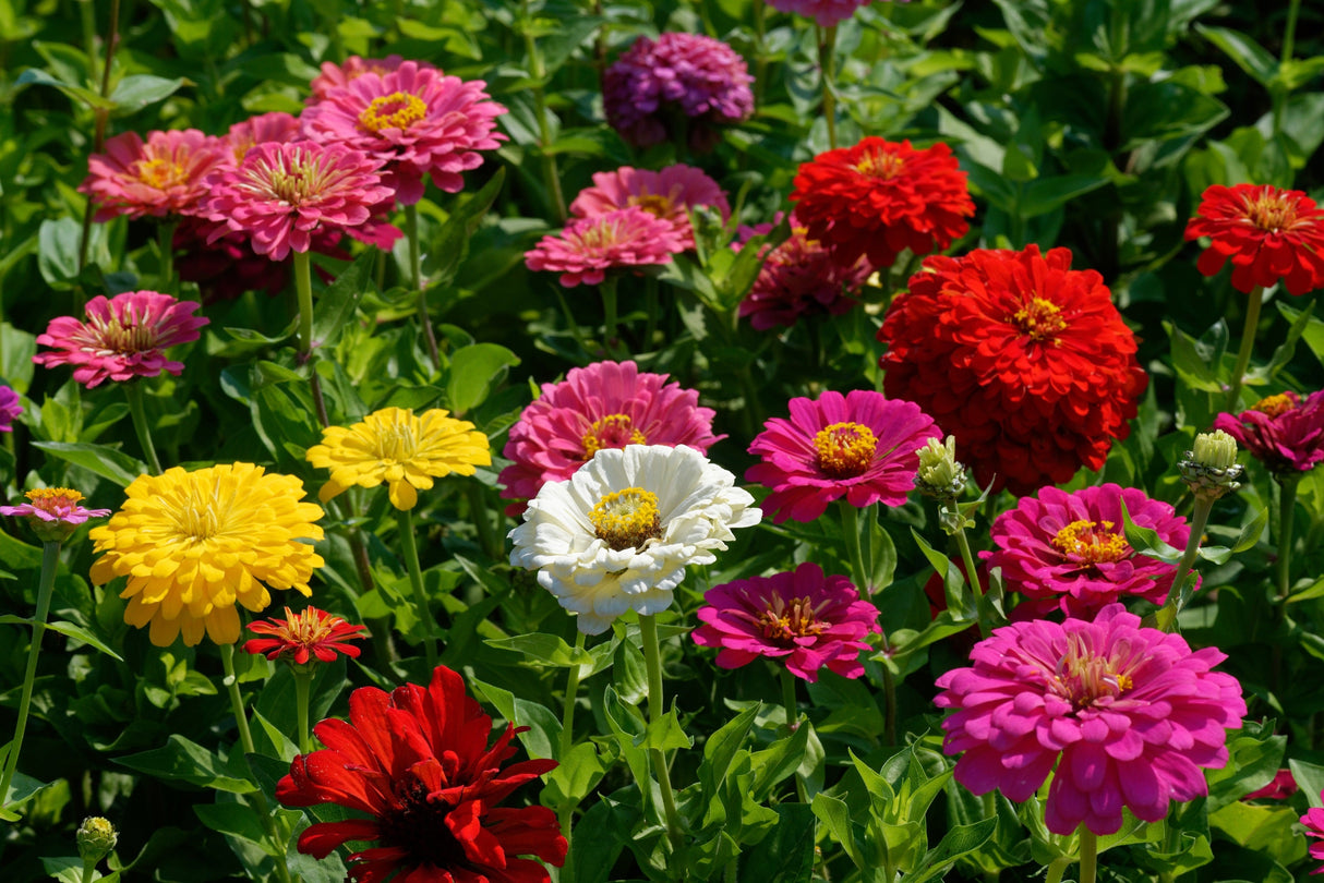 200 Mixed Colors ZINNIA POMPON Zinnia Elegans Flower Seeds