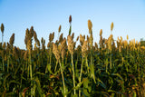 50 TOP 76-6 SORGHUM Bicolor Syrup Flour Grain Vegetable Seeds