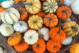 20 MINI MIX PUMPKIN Miniature Cucurbita Pepo White Green Orange Striped Vegetable Seeds