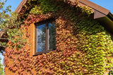 10 BOSTON IVY ( Bostonian Ivy / Wall Ivy ) Parthenocissus Tricuspidata Veitchii Vine Flower Seeds