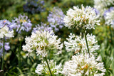 25 WHITE LILY of the NILE Agapanthus Orientalis African Lily Flower Seeds