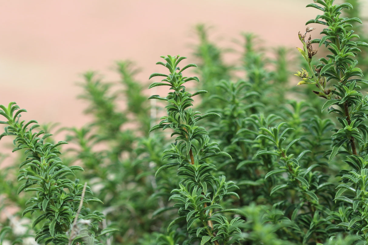 20 MEDITERRANEAN THYME Spiked Thymbra Spicata Pink Savory Herb Za’atar Perennial Herb Flower Seeds