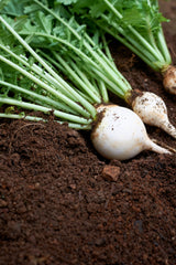 500 Hailstone WHITE GLOBE RADISH Raphanus Sativus Vegetable Seeds