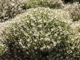 25 WHITE THROATWORT Trachelium Caeruleum Flower Seeds