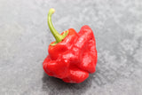 40 Red JAMAICAN HOT PEPPER Capsicum Chinense Scotch Bonnet Vegetable Seeds