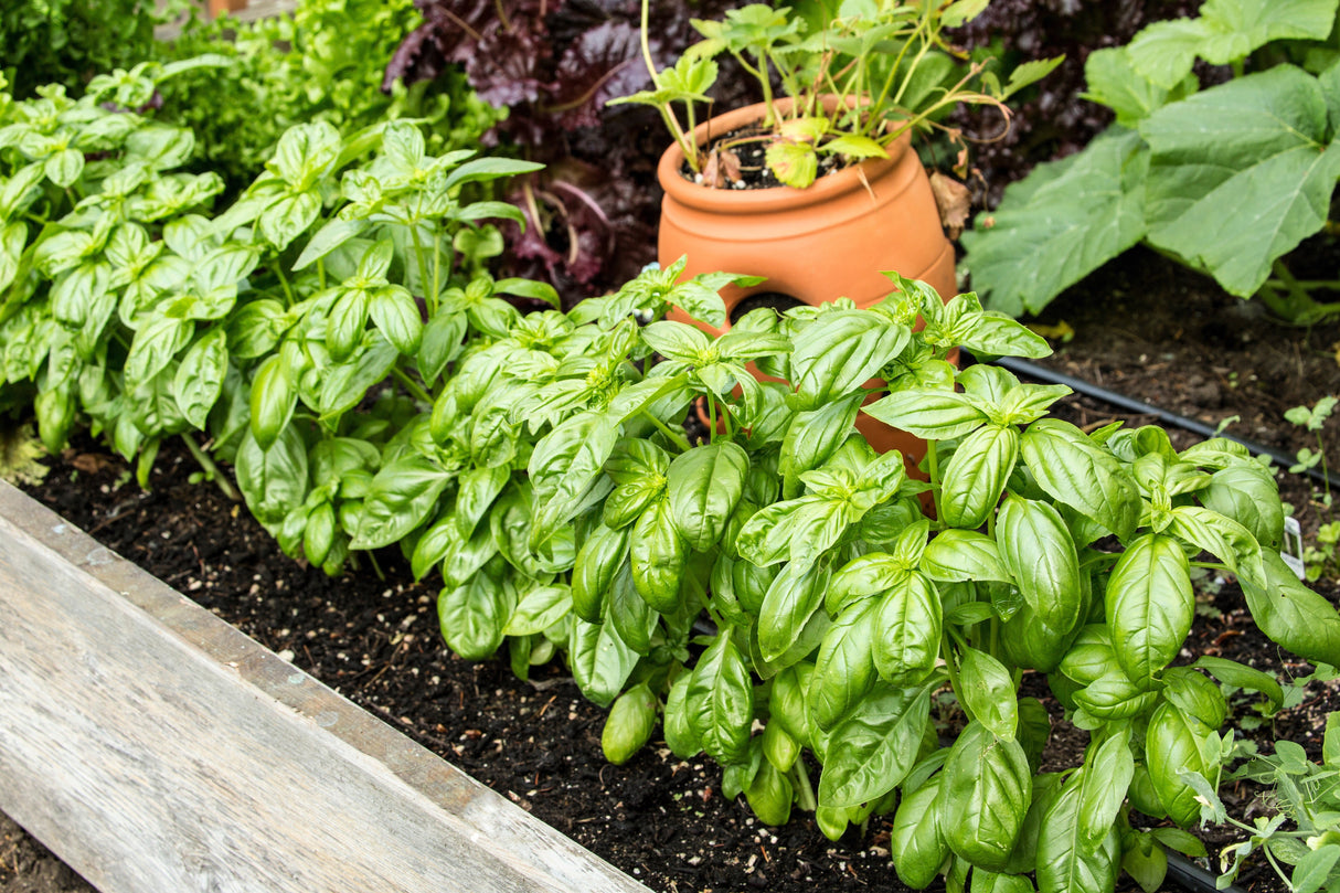 1500 SWEET BASIL Ocimum Basilicum Herb White Flower Seeds