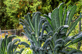 1500 LACINATO KALE Dinosaur Tuscan Black Brassica Oleracea Vegetable Seeds