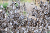 100 LUNARIA Biennis ( MONEY PLANT / Silver Dollar / Honesty / Moonwort / L Annua ) Flower Seeds