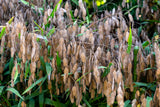 100 NORTHERN SEA OATS Grass Inland Chasmanthium Seeds