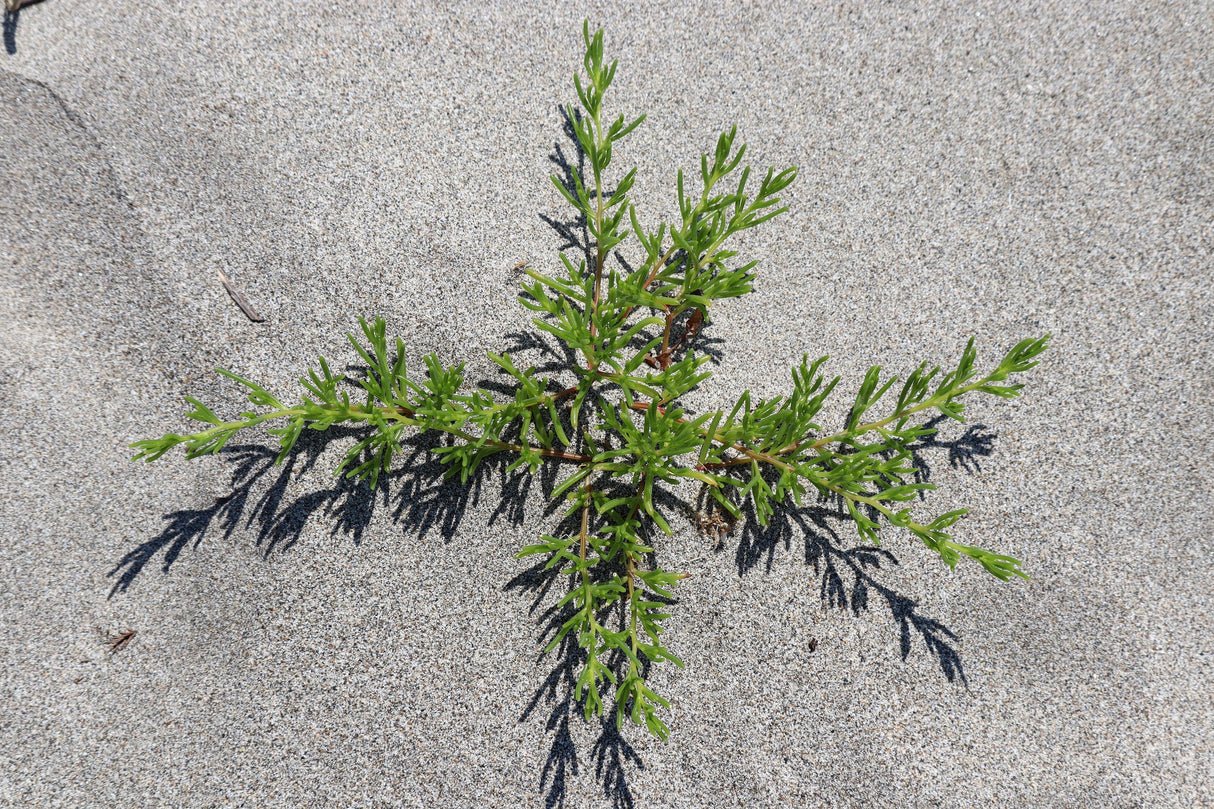 75 SALTWORT Okahijiki Japanese Greens Salsola Komarovii Leaf Vegetable Seeds