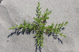 75 SALTWORT Okahijiki Japanese Greens Salsola Komarovii Leaf Vegetable Seeds