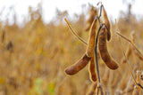 25 Sweet BLACK JET SOYBEAN Edamame Bean Glycine Max Vegetable Legume Seeds