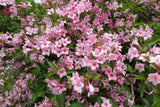 50 OLD FASHIONED WEIGELA Florida Bush Shrub Flower Seeds