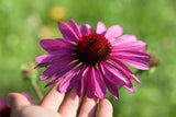 1000 PURPLE CONEFLOWER Echinacea Purpurea Heirloom Flower Herb Seeds