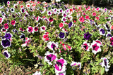 50 PICOTEE MIX PETUNIA Multiflora Mixed Colors Bicolor White Blue Purple Pink Red Flower Seeds
