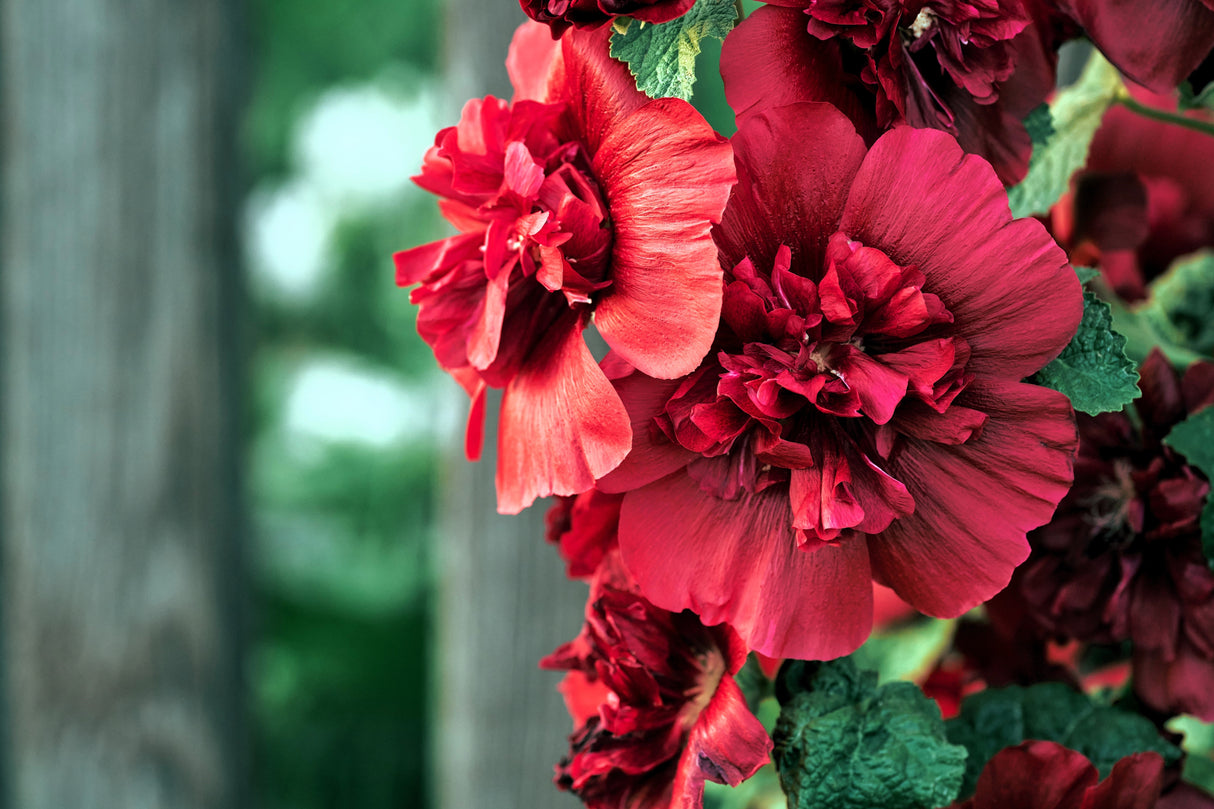 25 SCARLET DOUBLE Red HOLLYHOCK Alcea Rosea Flower Seeds Perennial