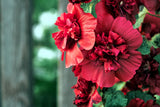 25 SCARLET DOUBLE Red HOLLYHOCK Alcea Rosea Flower Seeds Perennial