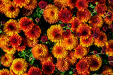50 Tricolor DOUBLE PAINTED DAISY Chrysanthemum Carinatum Tanacetum Dunetti Mixed Colors Flower Seeds