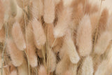 100 BUNNY TAILS GRASS (Hares Tail) Ornamental Lagurus Ovatus Seeds