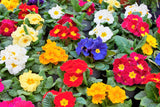 50 MIXED ENGLISH PRIMROSE Primula Vulgaris Acaulis Shade Houseplant Flower Seeds