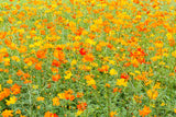 300 BRIGHT LIGHTS COSMOS Mix Mixed Colors Red Orange Yel Bipinnatus Flower Seeds