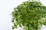 1000 PREMIER KALE Early Hanover Brassica Oleracea Greens Vegetable Seeds