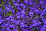 200 CRYSTAL PALACE LOBELIA Regatta Purple Blue Lobelia Erinus Flower Seeds
