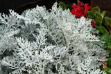 300 SILVERDUST DUSTY MILLER Cineraria Maritima Jacobaea Senecio Flower Seeds