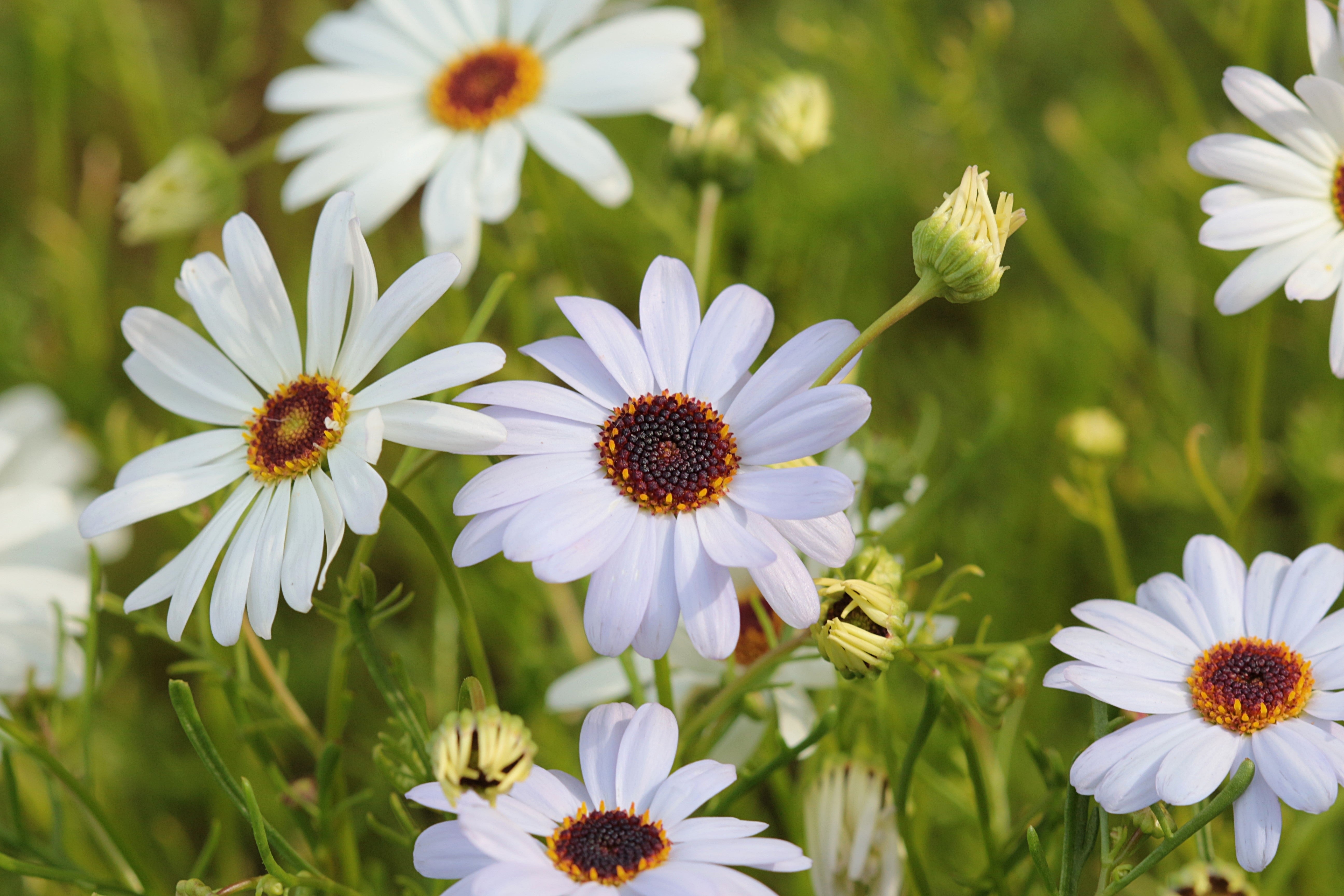 Seedville Swan River Daisy Seeds
