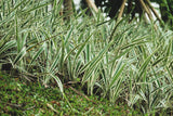 1000 Variegated RIBBON GRASS Reed Canary Phalaris Arundinacea Pink Flower Seeds