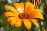 1000 MIXED AFRICAN DAISY ( Cape Marigold / Sun Marigold ) Dimorphotheca Sinuata Flower Seeds