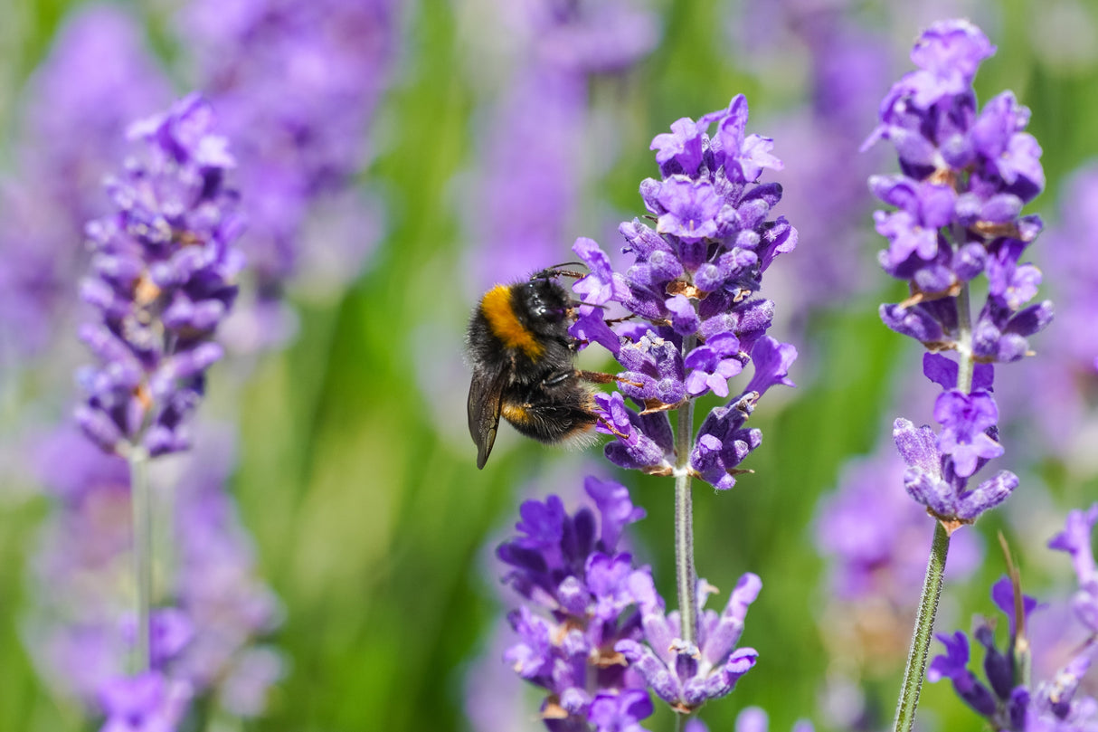 500 True ENGLISH LAVENDER VERA Lavandula Angustifolia Vera Herb Purple Flower Seeds