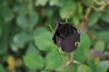 5 BLACK ROSE Rosa Bush Shrub Perennial Flower Seeds