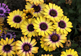 1000 MIXED AFRICAN DAISY ( Cape Marigold / Sun Marigold ) Dimorphotheca Sinuata Flower Seeds