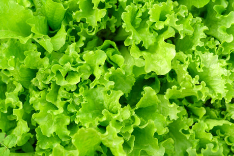 3000 Black Seeded Simpson LEAF LETTUCE Lactuca Sativa Vegetable Seeds