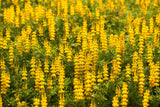 50 GOLDEN LUPINE Lupinus Densiflorus Yellow Hummingbird Flower Seeds