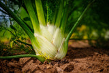 300 SWEET FLORENCE FENNEL Foeniculum Vulgare Azoricum Herb Vegetable Flower Seeds