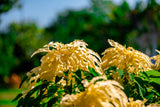 50 AURORA YELLOW AMARANTHUS Tricolor Josephs Coat Flower Seeds