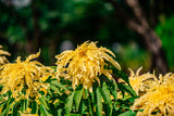 50 AURORA YELLOW AMARANTHUS Tricolor Josephs Coat Flower Seeds