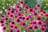 1000 PURPLE CONEFLOWER Echinacea Purpurea Heirloom Flower Herb Seeds