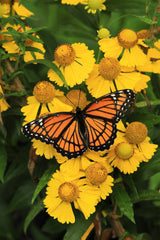 2000 AUTUMN SNEEZEWEED (Dogtooth Daisy / Helens Flower / Bittersweet) Helenium Autumnale Flower Seeds