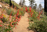 150 Eatons RED FIRECRACKER PENSTEMON Eatonii Native Hummingbird Flower Seeds