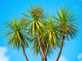 50 CABBAGE PALM / GIANT DRACAENA Australis Cordyline Tree Houseplant Seeds