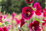 25 DARK RED HOLLYHOCK Alcea Rosea Flower Seeds Perennial