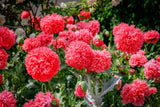 250 Organic PEONY POPPY MIX Papaver Paeoniflorum Mixed Colors Red, White, Pink, Black, Purple, Salmon, Bronze, Lilac, & Bicolor Flower Seeds